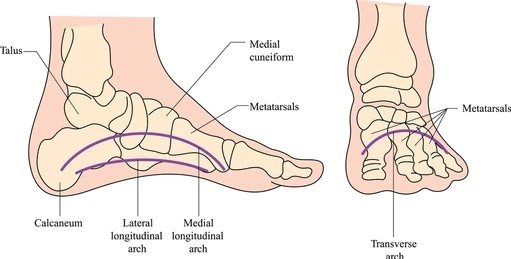 arches-feet-vector-foot-skeleton-260nw-1665322549